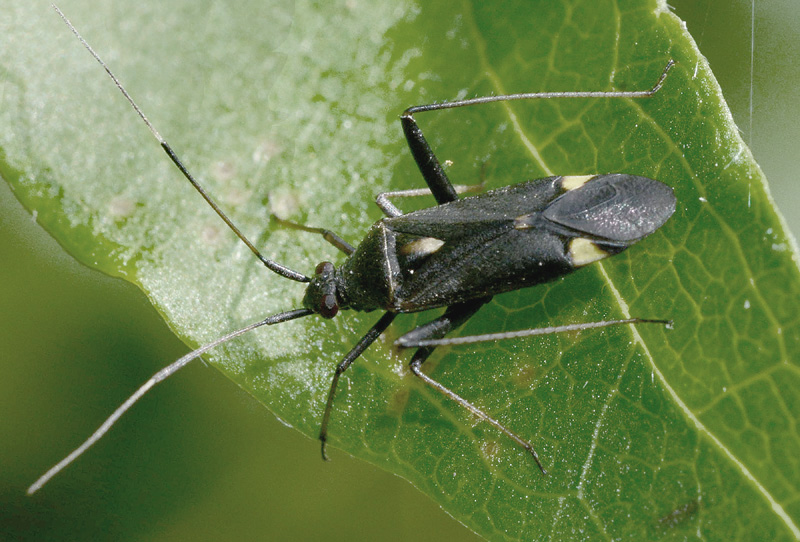 Miridae: Closterotomus ventralis